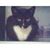 Barbara Johnson's profile image