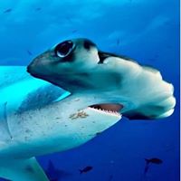 Dmjos Enriquez's profile image