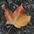 Christine Granatella's profile image