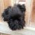 Lisa Simpson Jefa's profile image