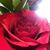 Danette VanWey Brownfield's profile image