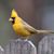 Patti Schroers's profile image
