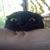 Monica Satcher Sierra's profile image