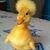 Marialice Johnson's profile image