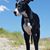 Shelly Phillips Albro's profile image