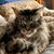 Joyce Tyrell's profile image