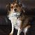 Shirley Roys Dorbin's profile image