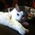 Rebecca D. Ross's profile image