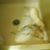 Rebecca Lynn Spagnola's profile image
