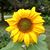 Mary Turner's profile image