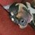Jacob Simpson's profile image