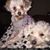 Aditi Garcia's profile image