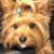 Carmen Acosta-lynch's profile image