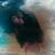 Alice Laux's profile image