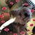 Dee Christy Hopkins's profile image