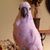 Ginger Goostree Lewis's profile image