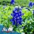 Kelly Blakley's profile image