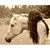 Shena Wheeler's profile image