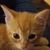 Donna Congemi D'Amico's profile image