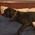 Bo Jet Patton's profile image