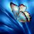Francesca Balacco's profile image