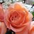 Lindsey Wiley's profile image