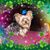 Colleen Sullivan's profile image