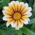 Rosa B Baiz's profile image