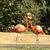 Jolene Spielberger's profile image