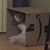 Jody Heon's profile image