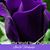 Yvonne Barocio Molina's profile image