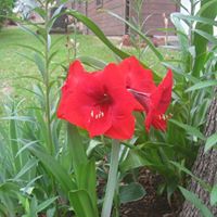 Shirley Bickley Dimmock's profile image