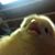 Brandon Lee Andis's profile image