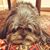 Elizabeth S Oxner's profile image