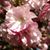 Deborah Stone's profile image