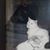 Bud Fiffick's profile image