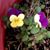 Connie J. McIntyre's profile image