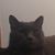 Lisa Quaks Korch's profile image