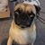 Susan Onori's profile image
