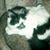Carol Baltierra's profile image