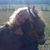 Ann Evans Jones's profile image