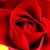 Virginia Cassle's profile image