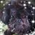 Sharon Oswald's profile image