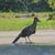 Robert Taylor's profile image