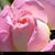 Carol Offutt's profile image