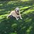 Andrea Rubin Alhadeff's profile image