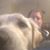 Adam Simmons's profile image