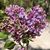 Darlene Joy Wright's profile image