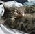 Annette Linehan-Genica's profile image