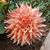 Wanda Ann Harmon's profile image